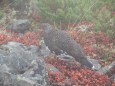 仙丈ヶ岳の雄雷鳥