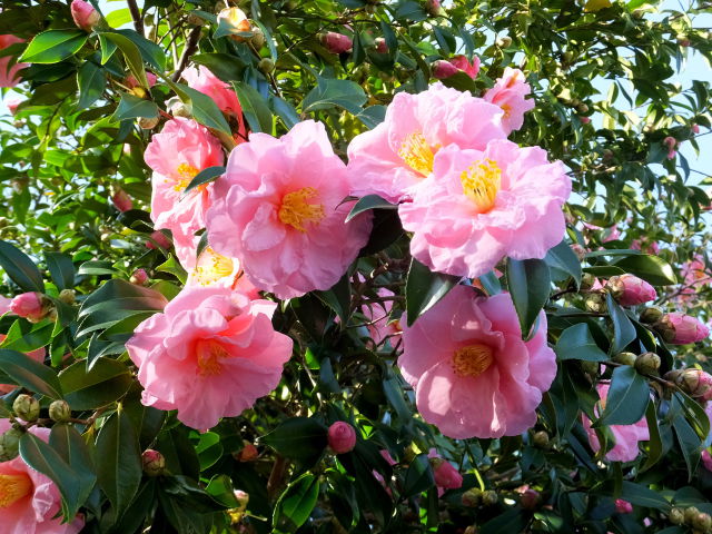 あでやかな山茶花