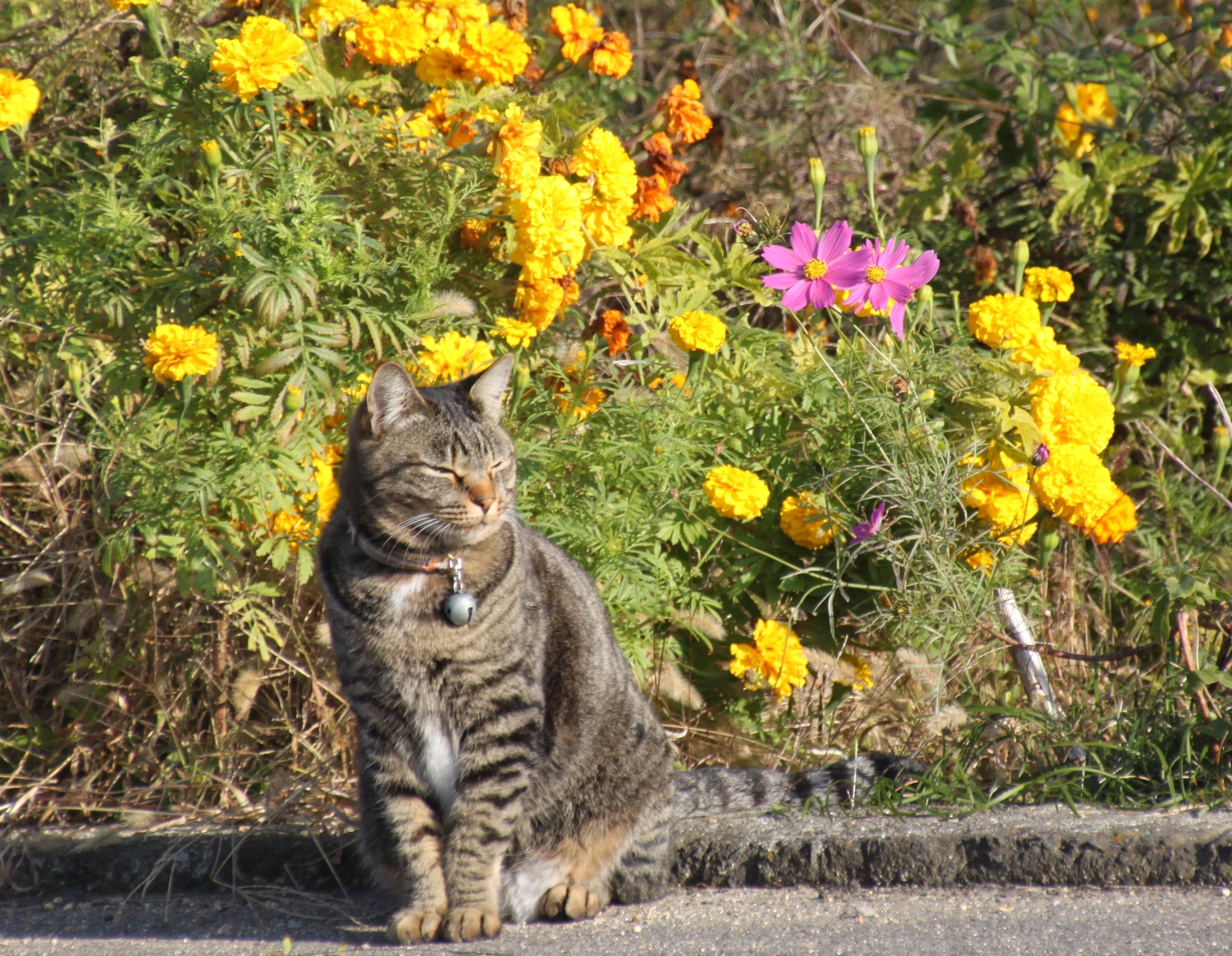 花 植物 花と猫 壁紙19x1490 壁紙館