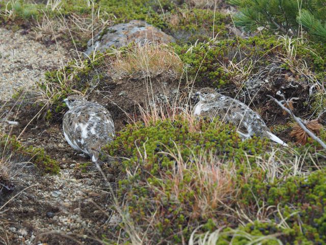 丸山のチビ雷鳥達