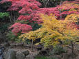 芝公園の紅葉-4