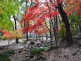 芝公園の紅葉-5