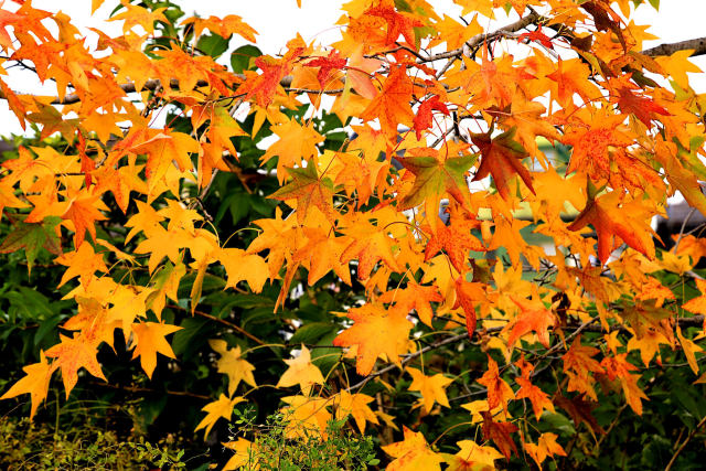 カエデの色模様