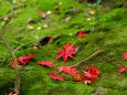 苔の上の散紅葉＠西明寺