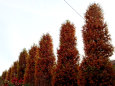 メタセコイア並木の黄葉