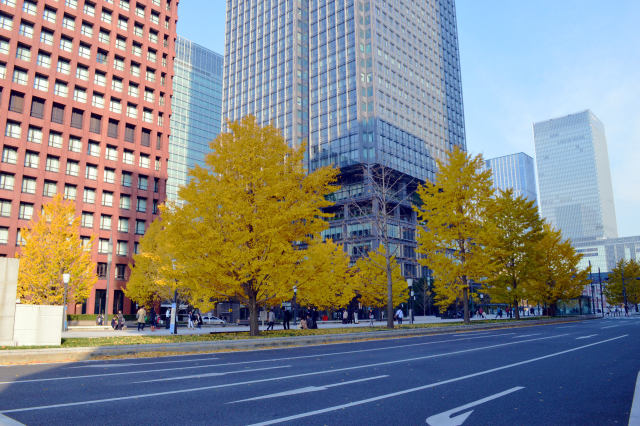 東京駅前の銀杏並木