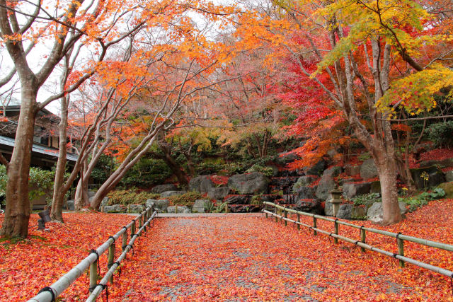 紅葉の勝尾寺・紅い絨毯