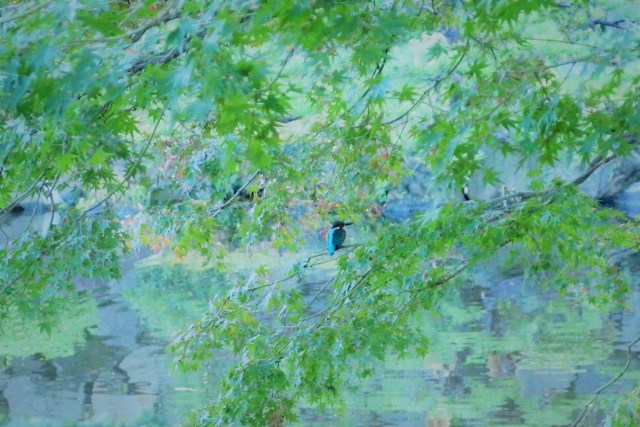 日比谷公園のカワセミ