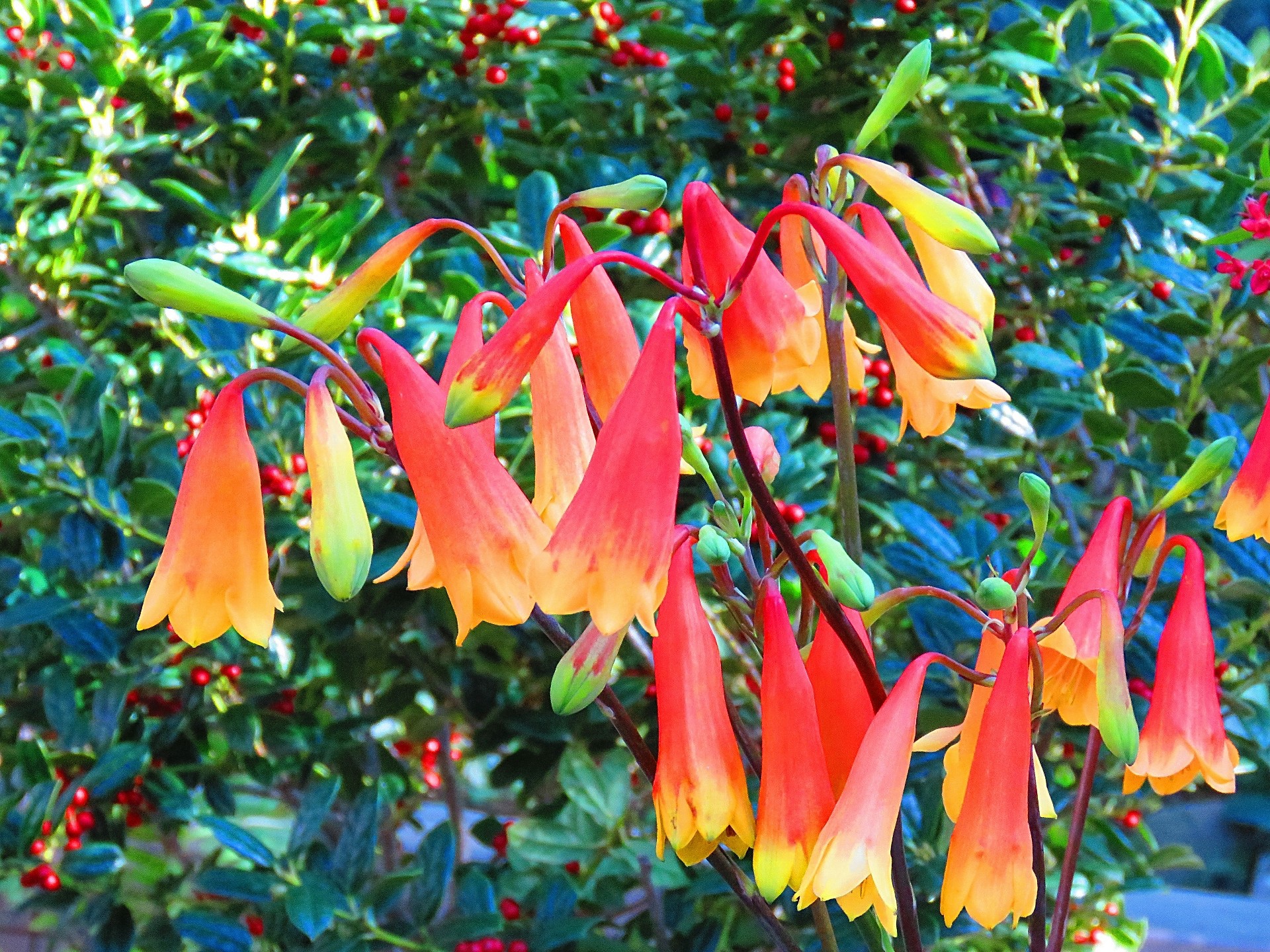 花 植物 クリスマスベル 壁紙19x1440 壁紙館