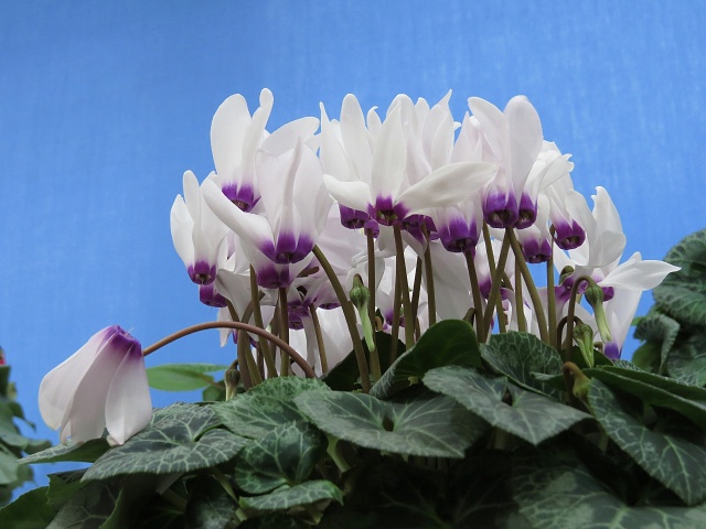 シクラメン・サムライ