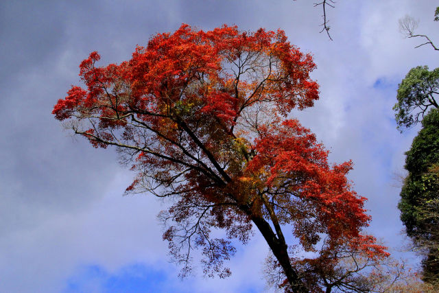 箕面の紅葉・一本の樹