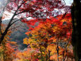 箕面の紅葉・全山紅葉