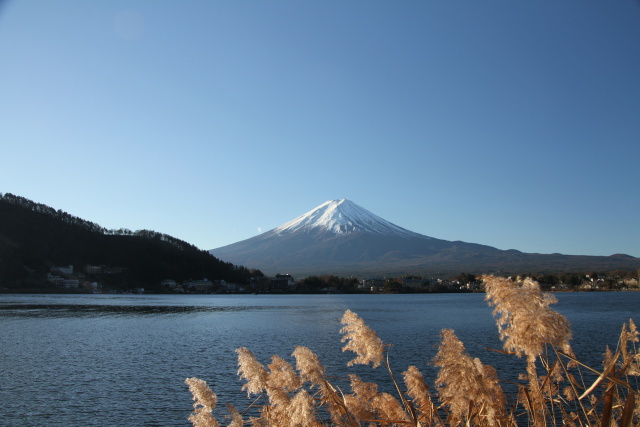 風に揺れるすすき
