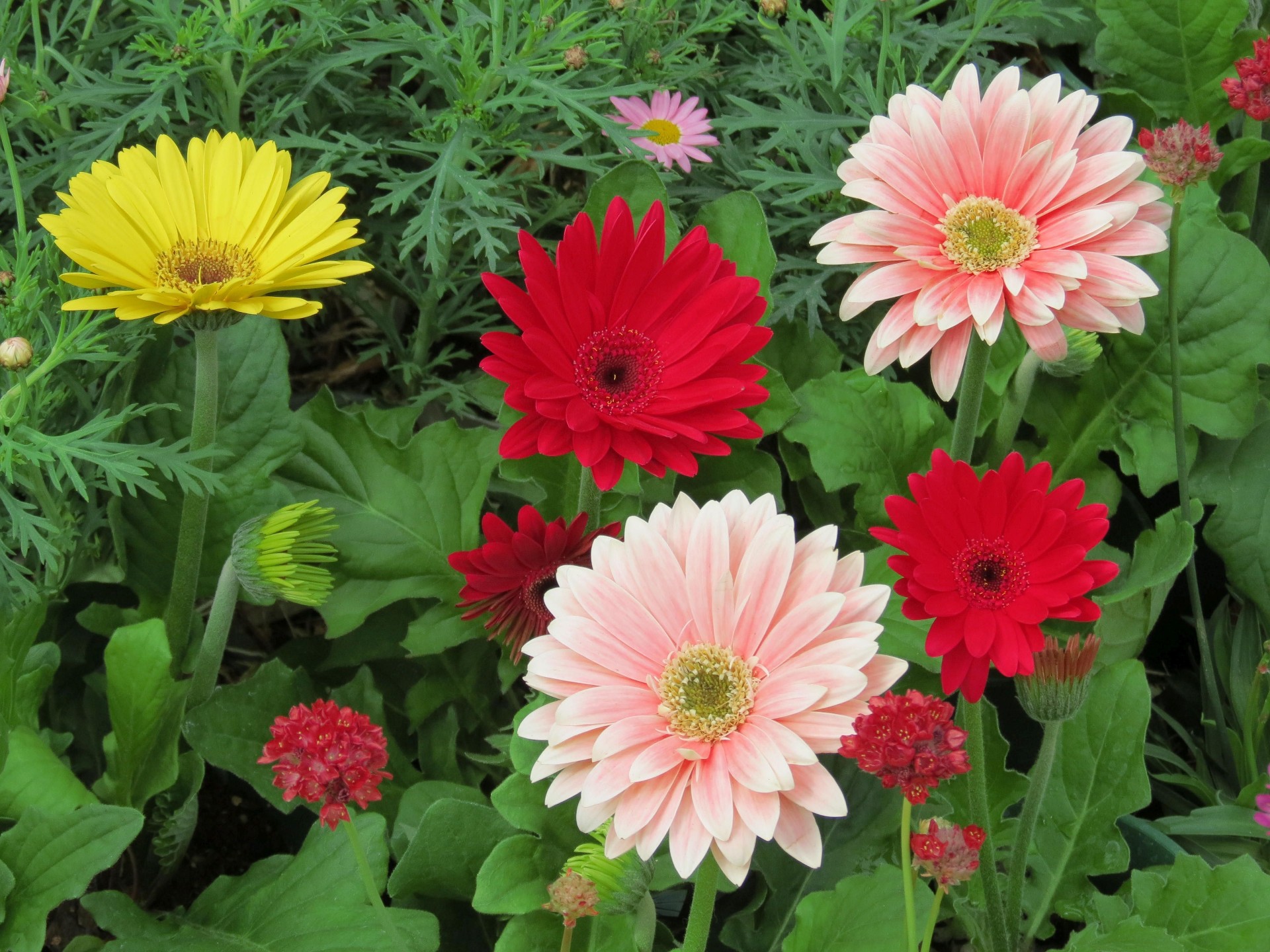 花 植物 ガーベラ 壁紙19x1440 壁紙館