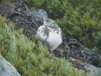 常念岳のチビ雷鳥