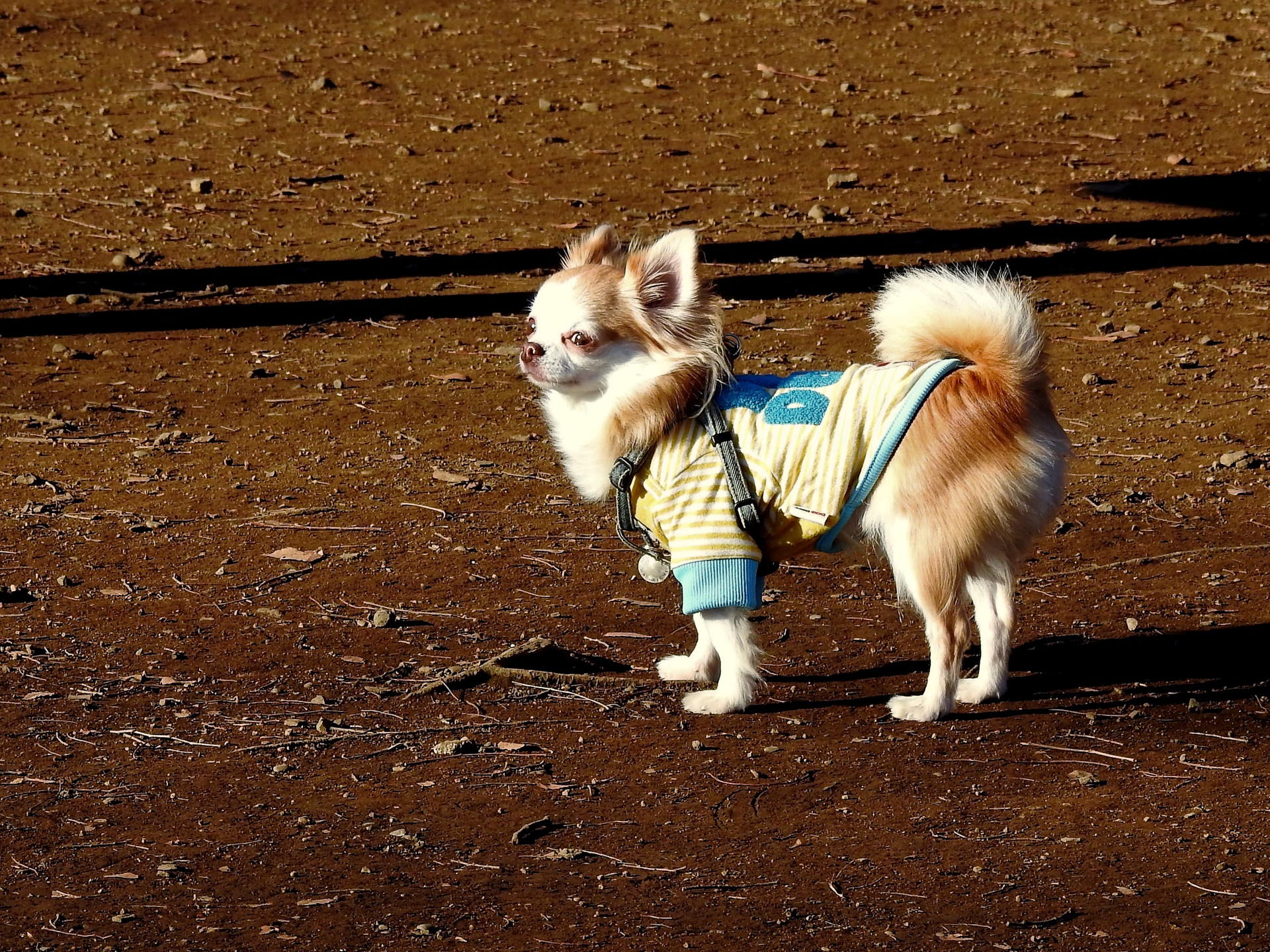 動物 犬 チワワ 壁紙19x1440 壁紙館