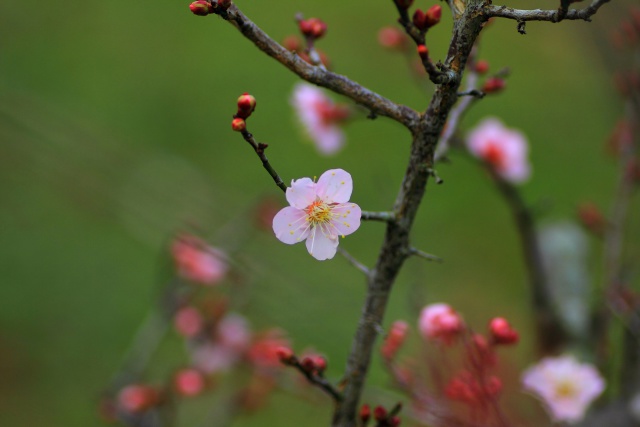 咲き始めた梅の花