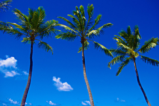 椰子の木と青空