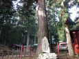 神渕神社の大杉