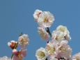 賀正 梅の花