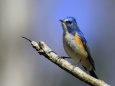 幸せの青い鳥(ルリビタキ)