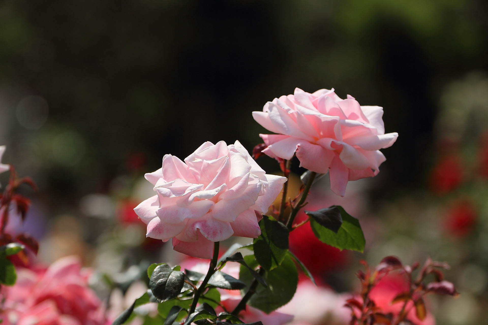 花 植物 ラッキーレディ 壁紙19x1280 壁紙館