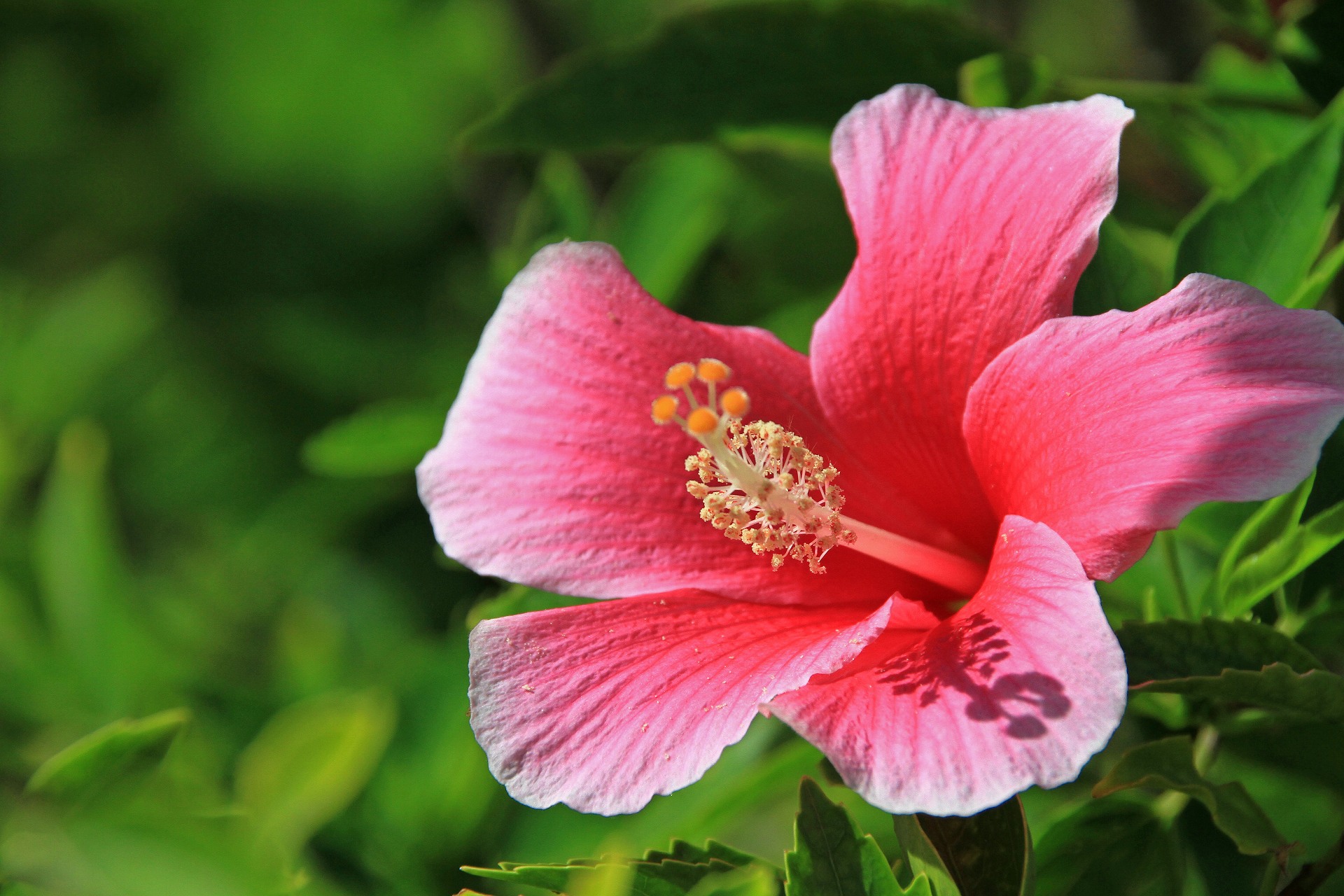 花 植物 ハイビスカス 壁紙19x1280 壁紙館