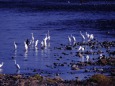 多摩川の鷺の群れ