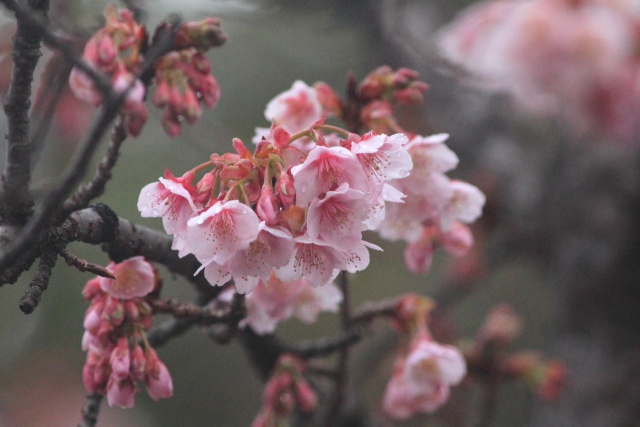咲き始めた寒桜