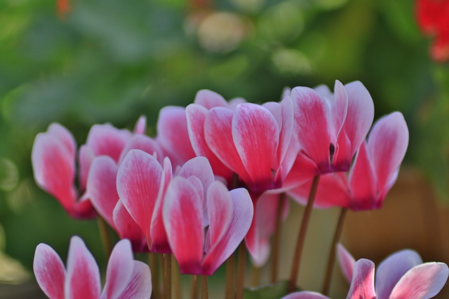 ガーデンシクラメン