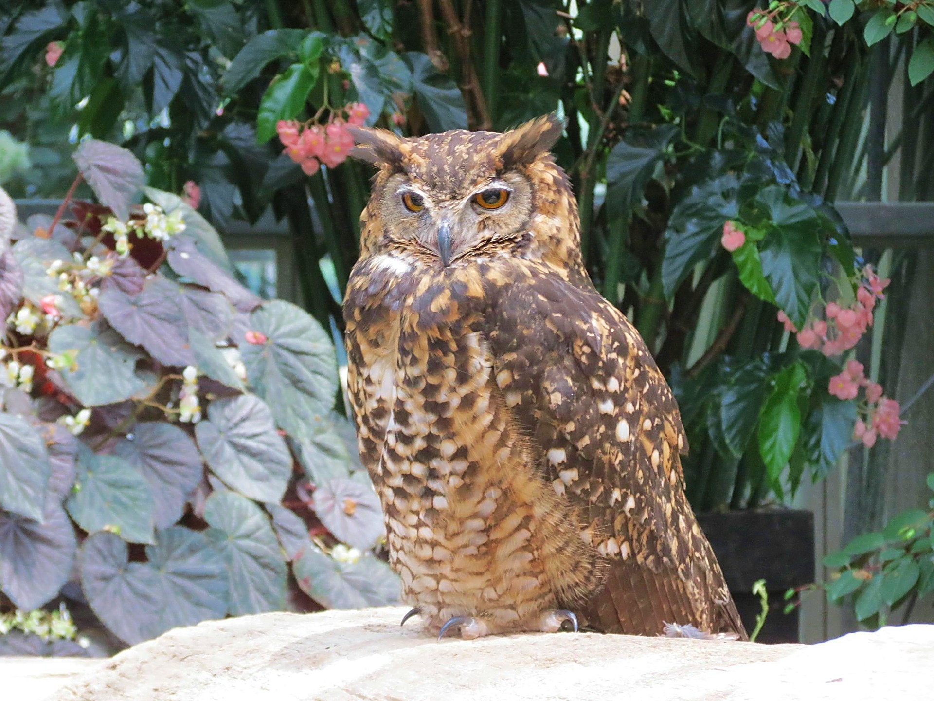 動物 鳥 ペンギン キンメフクロウ 金目梟 壁紙19x1440 壁紙館