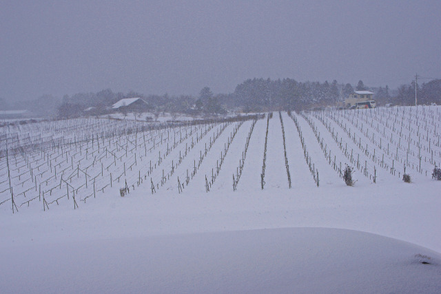 能登ワイン・雪の葡萄畑