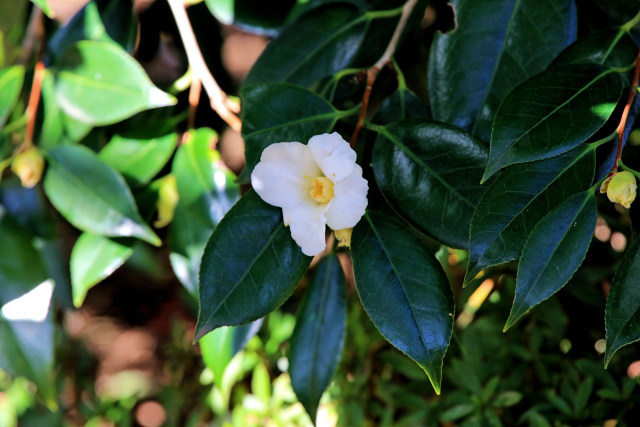 茶花 ツバキ 侘助