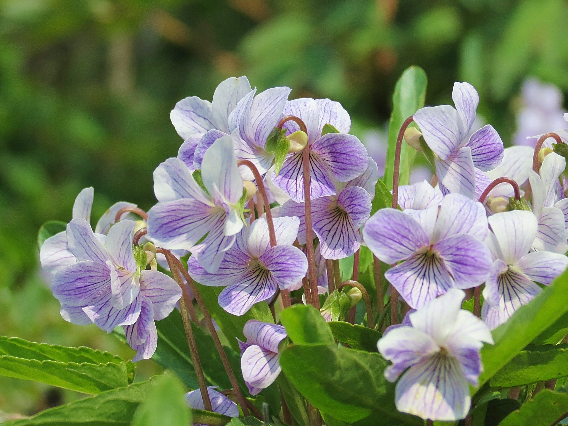 花 植物 スミレの花 壁紙19x1440 壁紙館