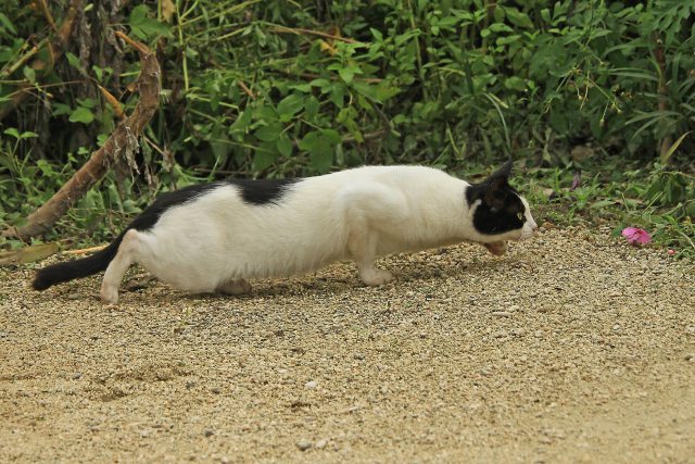 雀を狙う猫(失敗)