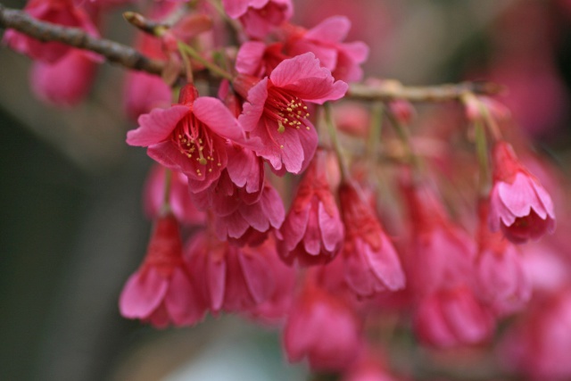 寒緋桜(沖縄)