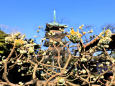 五重塔を背景に咲くミツマタ