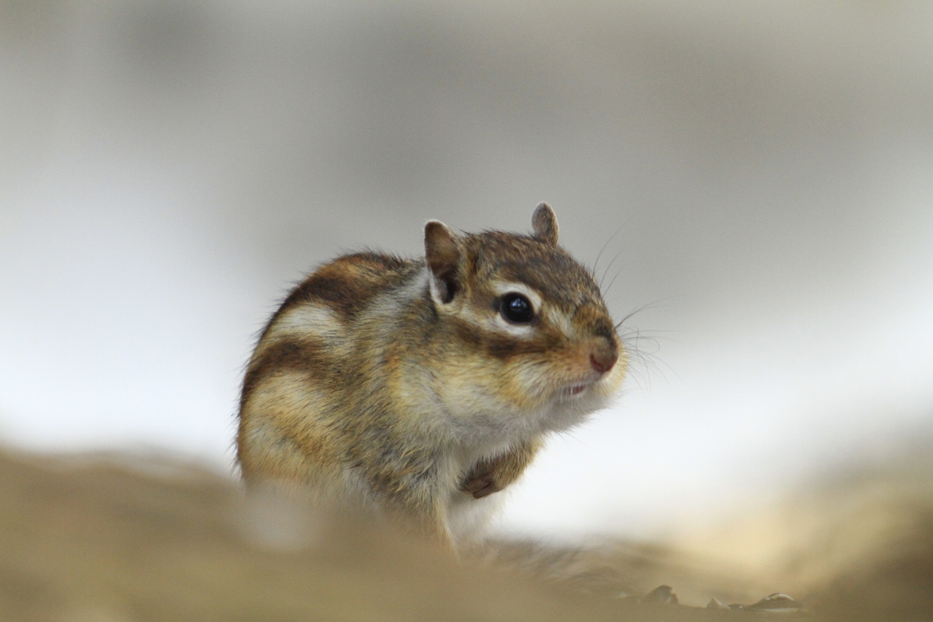 動物 その他 シマリス 壁紙19x1280 壁紙館