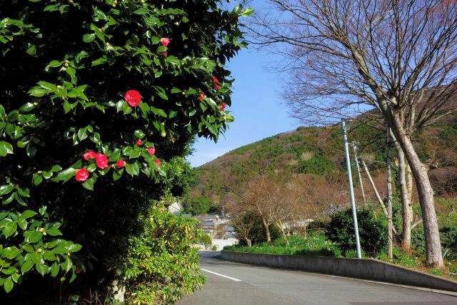 浜北山町に咲く椿