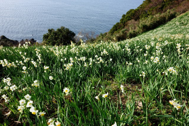 梨子ヶ平の水仙畠