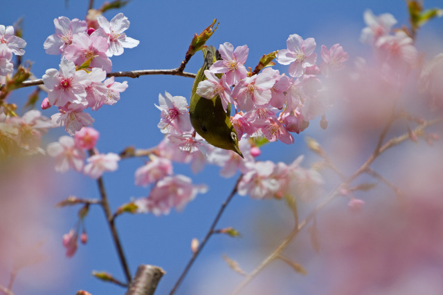 早咲きの桜とメジロ