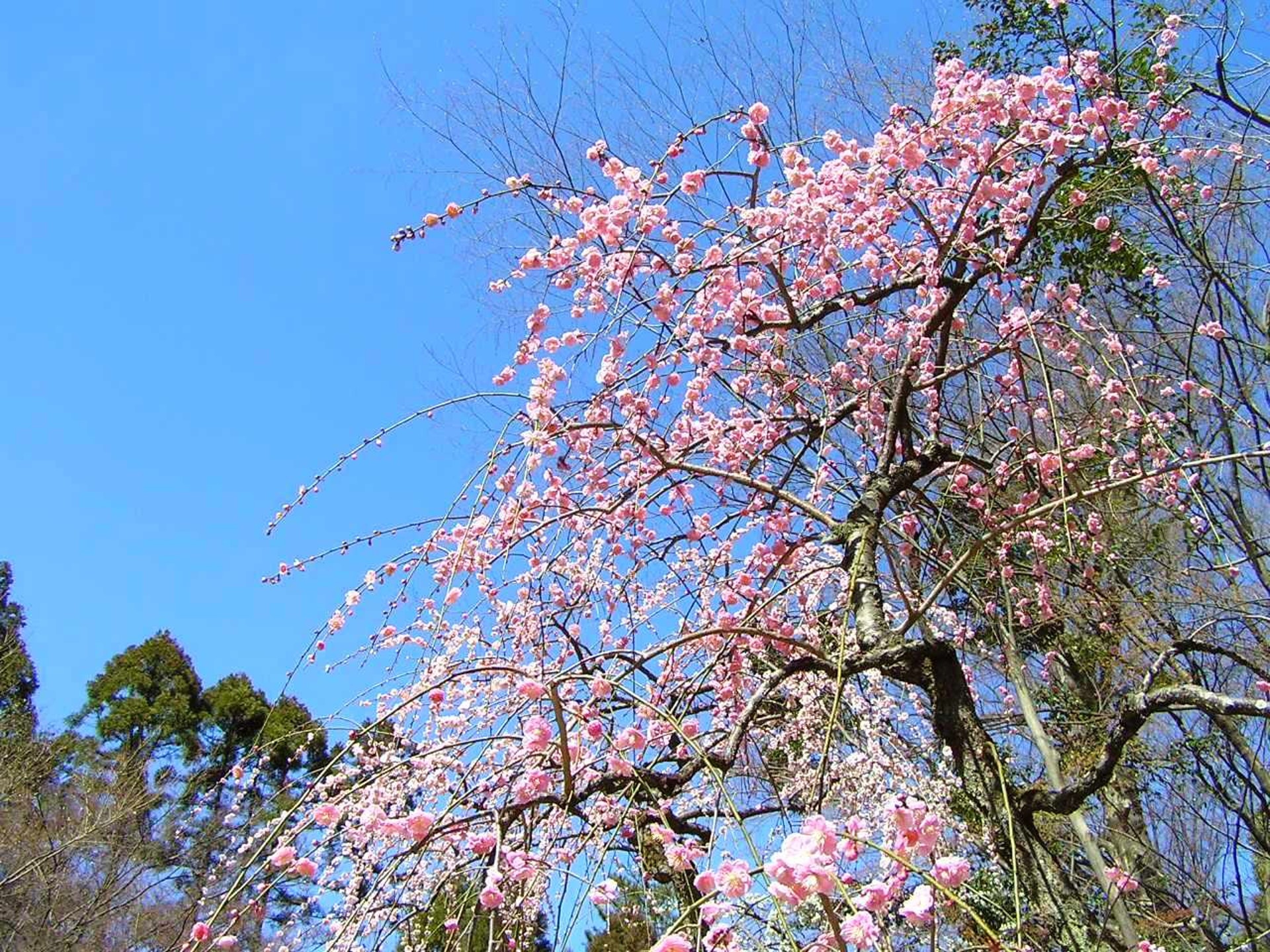花 植物 京都北野天満宮のしだれ梅 壁紙19x1440 壁紙館 花 植物 京都北野天満宮のしだれ梅 壁紙19x1440 壁紙館