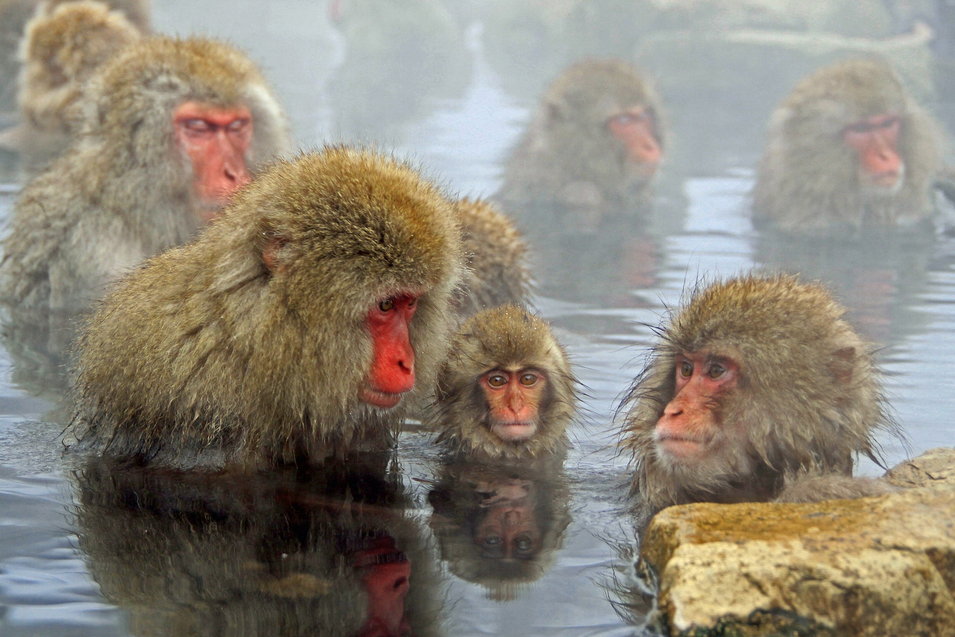 動物 その他 温泉で温まる猿 スノーモンキー 壁紙19x1280 壁紙館