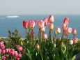 早咲きチューリップ・海を眺めて