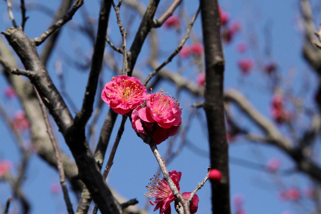 大仙公園・日本庭園・梅開花