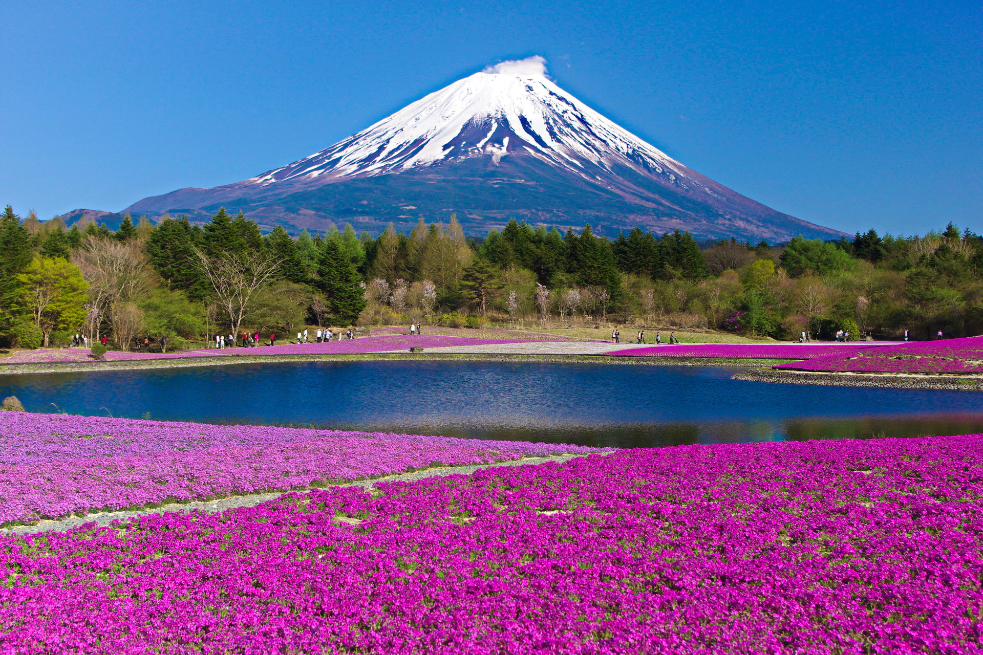 日本の風景 待ち遠しい春 富士山と芝桜 壁紙19x1280 壁紙館