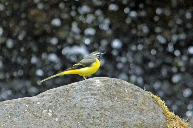 滝をバックのキセキレイ