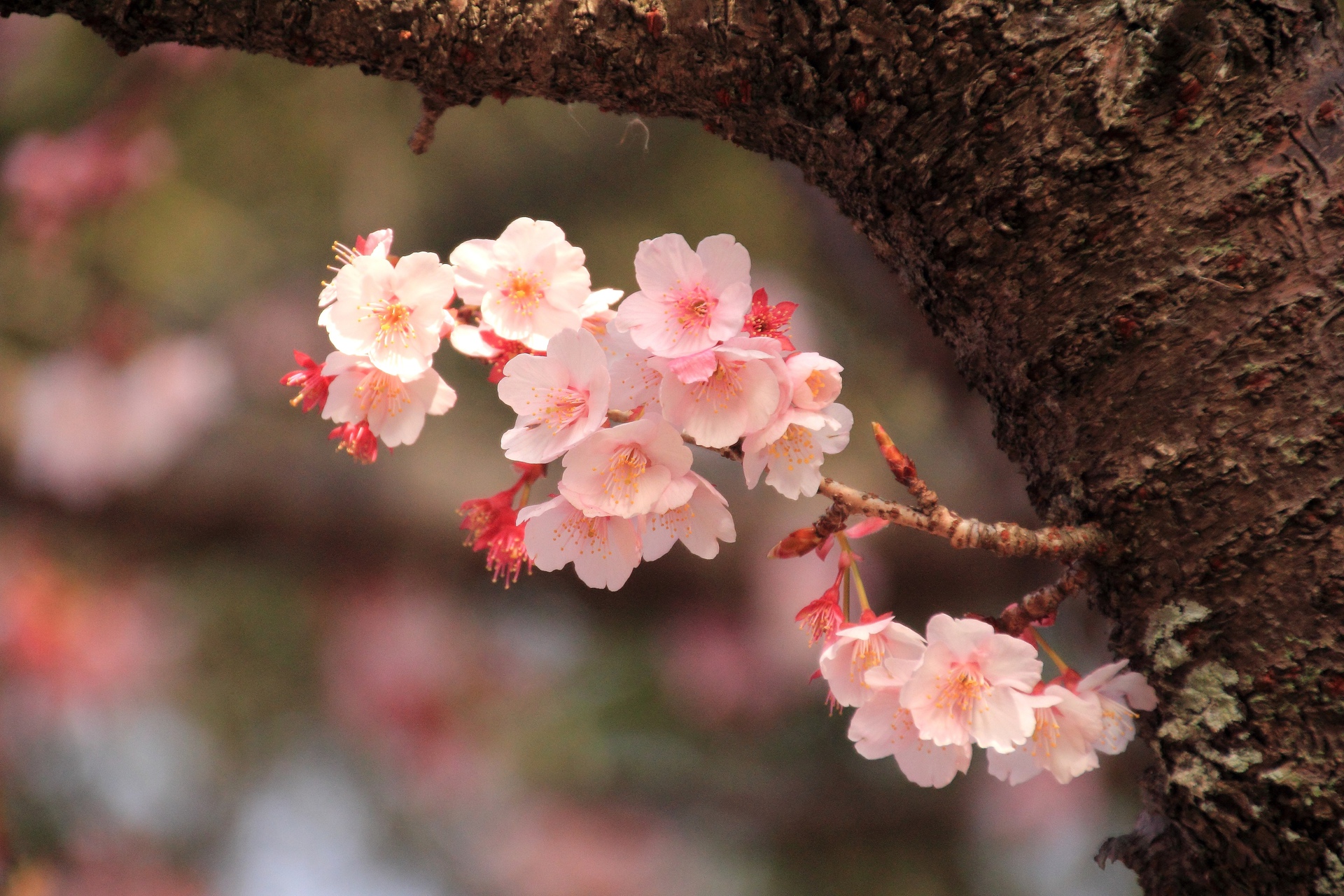 花 植物 2月の寒桜 壁紙19x1280 壁紙館