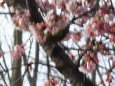 はよ咲きの桜とメジロ