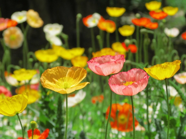 アイスランドポピー